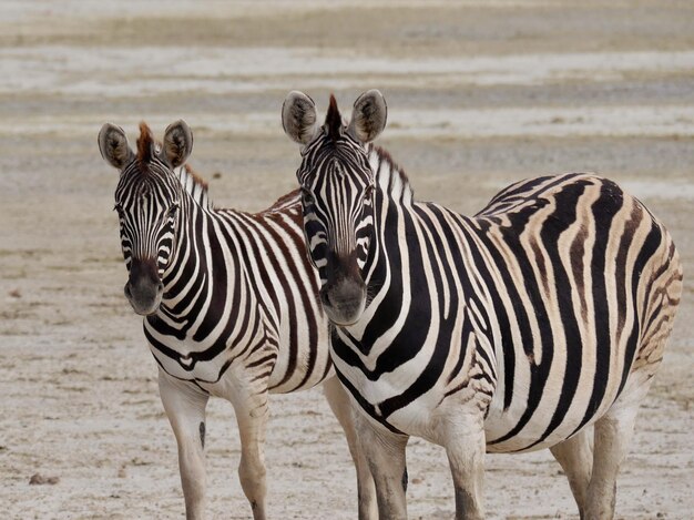 Close-up de zebras de pé ao ar livre