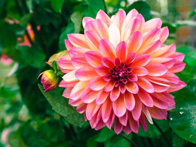 Foto close-up de zinnia rosa florescendo ao ar livre