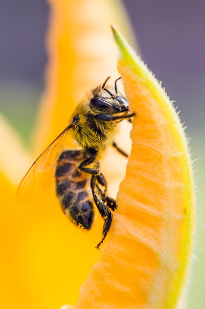 Foto close-up der biene auf einer blume