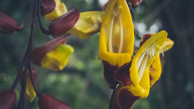 Close-up der gelben Blume