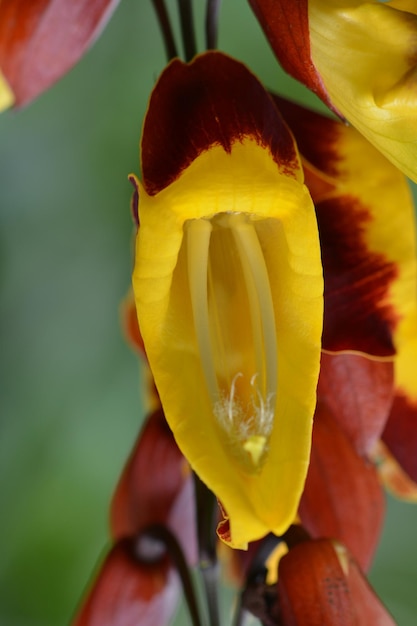 Close-up der gelben Tulpe