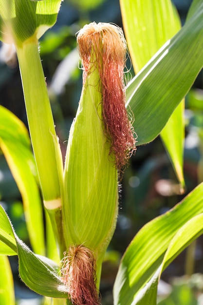 Close-up der grünen cob