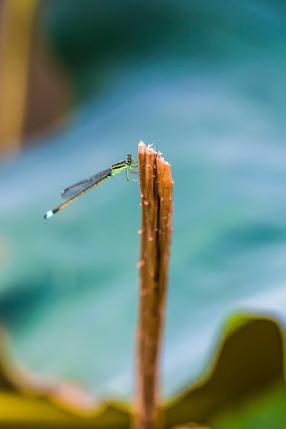 Close-up der Libelle