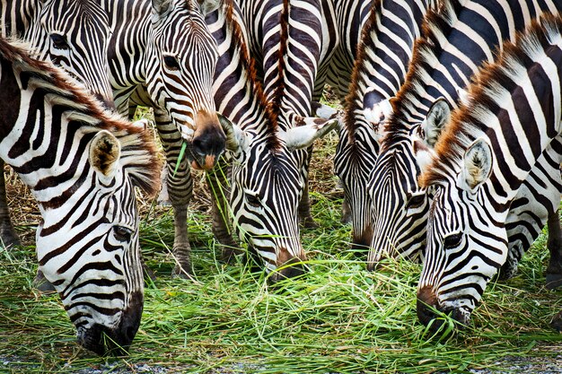 Close up detail zebrakopf viele zebras fressen gras.