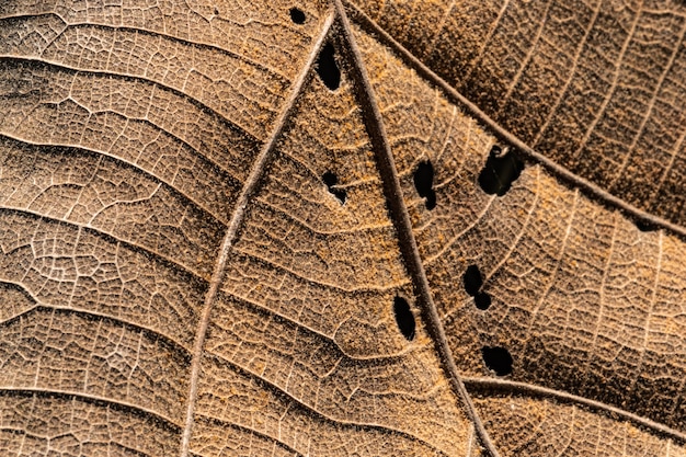 Close up detial de textura de hoja seca marrón