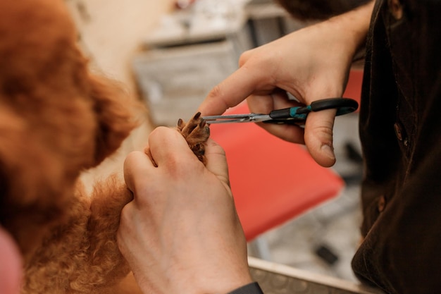 Close-up do aparador masculino profissional fazendo corte de cabelo de cachorro poodle teacup no salão de beleza com equipamento profissional