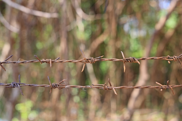 Close-up do arame farpado do metal na natureza.