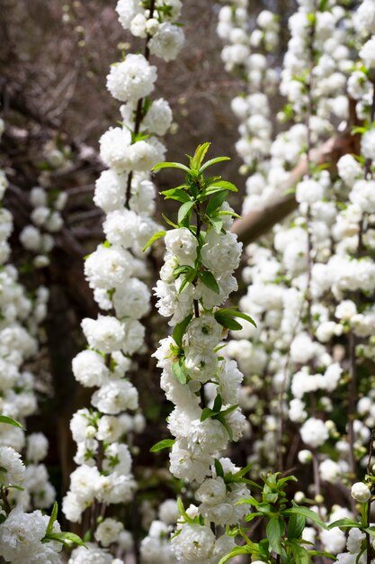 Close-up do arbusto de cereja chinesa alba plena chamada ameixa chinesa ou amêndoa anã floração close-up foto detalhada fundo floral