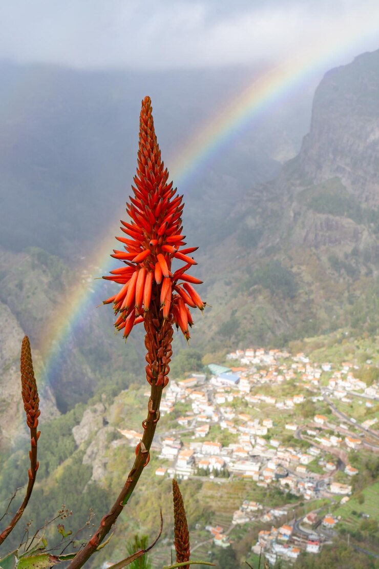 Foto close-up do arco-íris na planta contra o céu