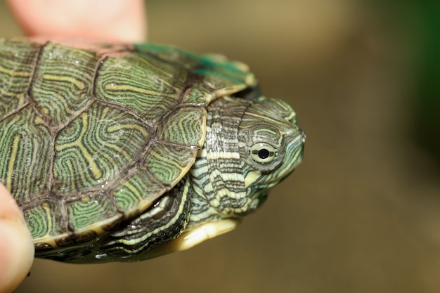 Close-up do bebê tartaruga slider orelhudo é animal de estimação no homem dedo em casa na tailândia