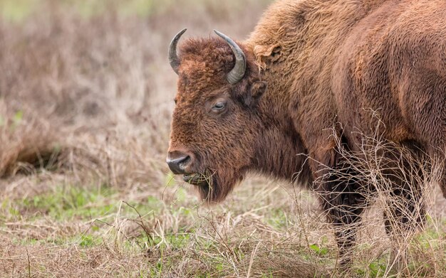 Foto close-up do bisonte americano no campo