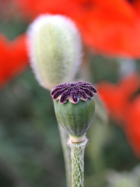 Foto close-up do botão da flor da papoula