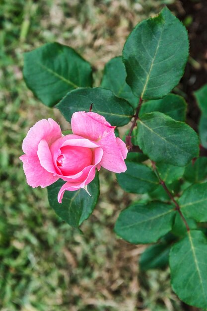 Foto close up do botão de rosa com vista superior da folhagem fundo desfocado