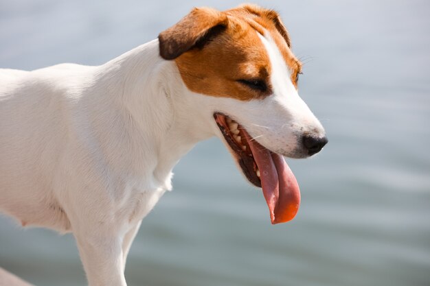 Close-up do cachorro Jack Russell Terrier