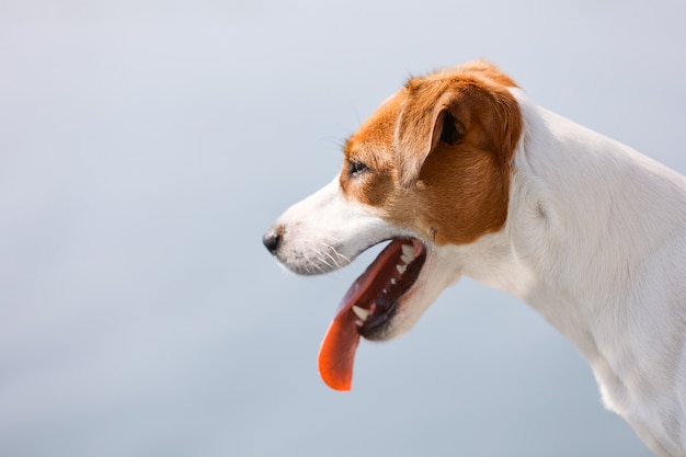 Close-up do cachorro jack russell terrier