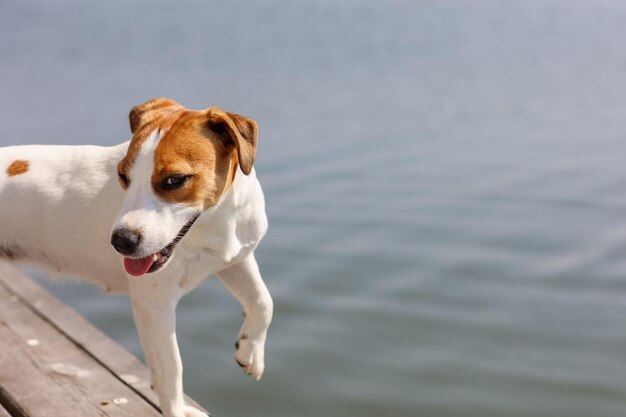 Close-up do cachorro jack russell terrier