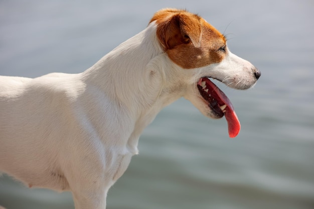 Close-up do cachorro Jack Russell Terrier