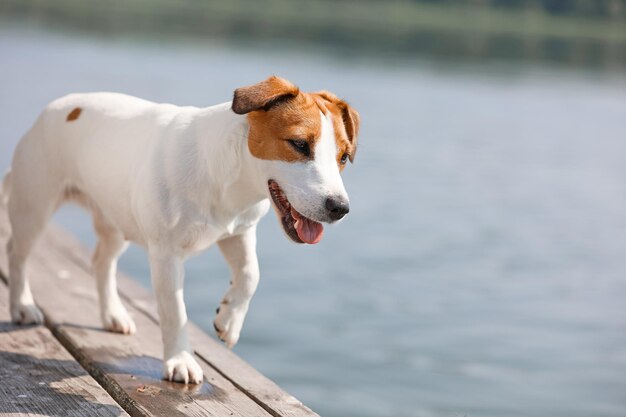 Close-up do cachorro Jack Russell Terrier