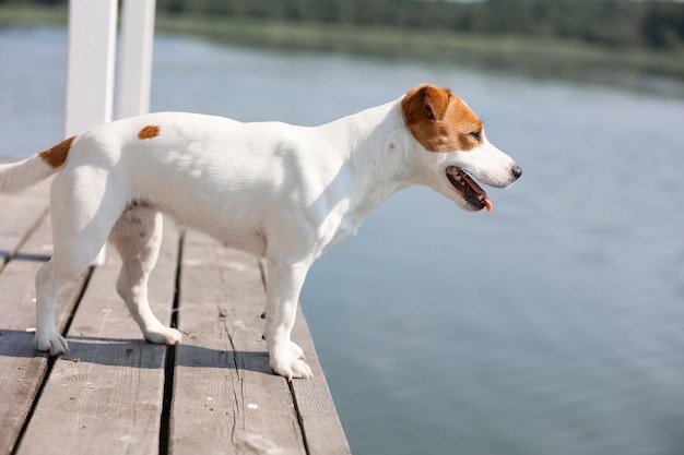 Close-up do cachorro Jack Russell Terrier