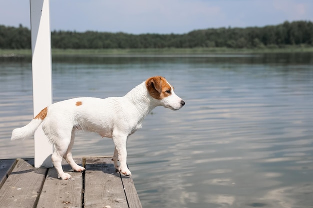 Foto close-up do cachorro jack russell terrier