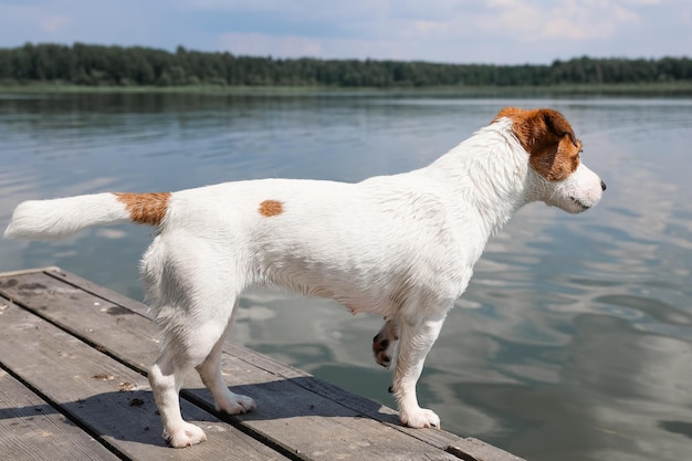 Close-up do cachorro jack russell terrier