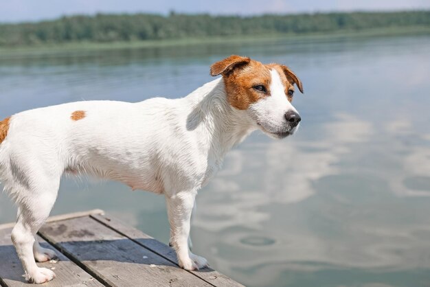 Close-up do cachorro jack russell terrier