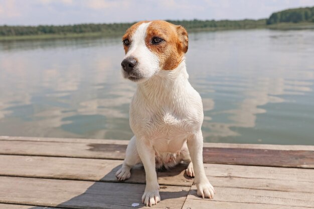 Close-up do cachorro Jack Russell Terrier