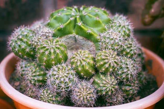 Close-up do cacto, echinopsis eyriesii é uma espécie de cactos do gênero echinopsis. cacto para decoração