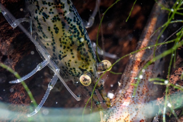 Foto close-up do camarão neocaridina davidi pode ter cores e padrões diferentes