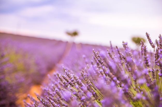 Close-up do campo de flores de lavanda francesa ao pôr do sol. Pôr do sol sobre um campo de lavanda violeta em Provence