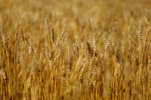 Close-up do campo de trigo. Trigo amarelo cresce