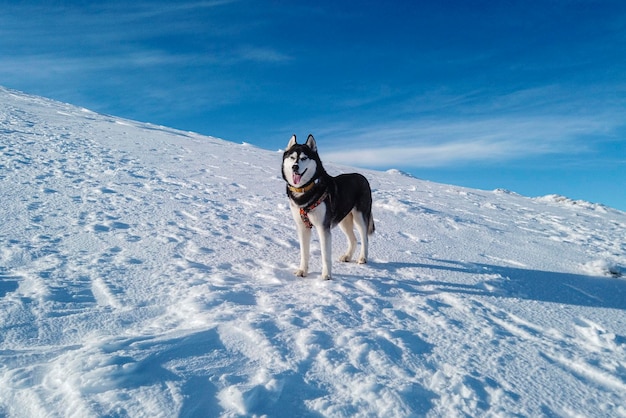 Close-up do cão husky siberiano feliz nas montanhas nevadas aventuras conceito de inverno ao ar livre
