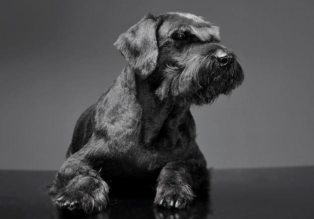 Close-up do cão olhando para longe enquanto relaxa contra um fundo cinzento