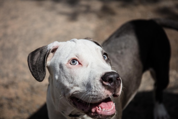 Close-up do cão olhando para outro lado enquanto está de pé ao ar livre
