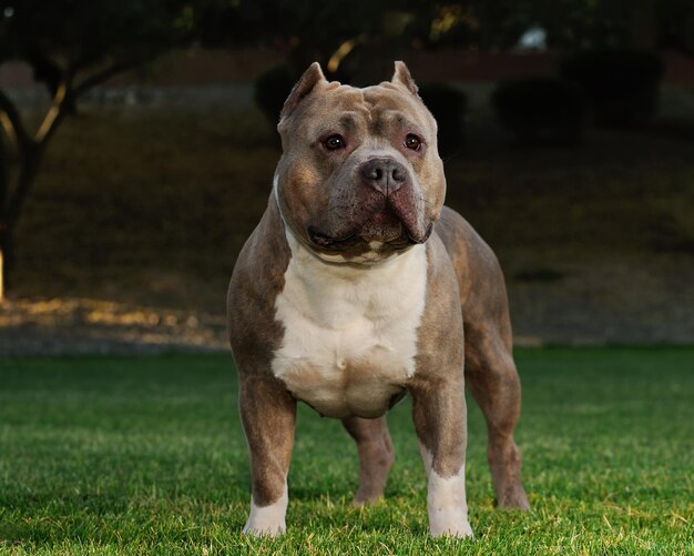 Foto close-up do cão olhando para outro lado enquanto está de pé no campo