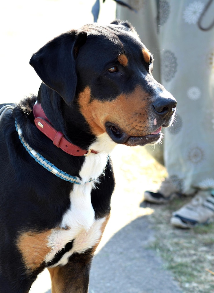 Foto close-up do cão olhando para outro lado