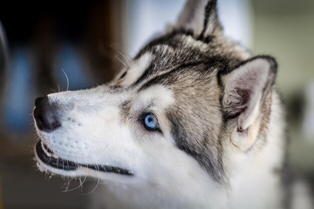 Foto close-up do cão olhando para outro lado