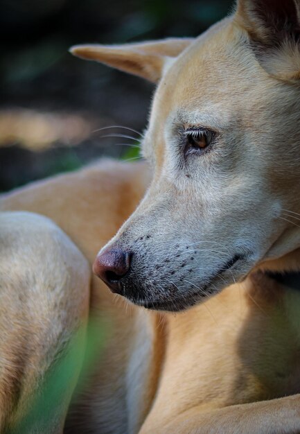 Close-up do cão olhando para outro lado