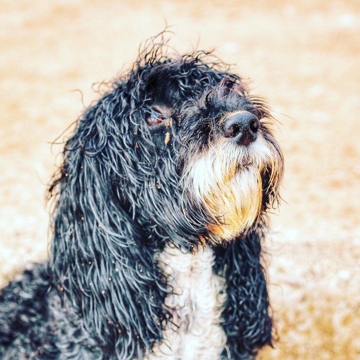 Foto close-up do cão olhando para outro lado