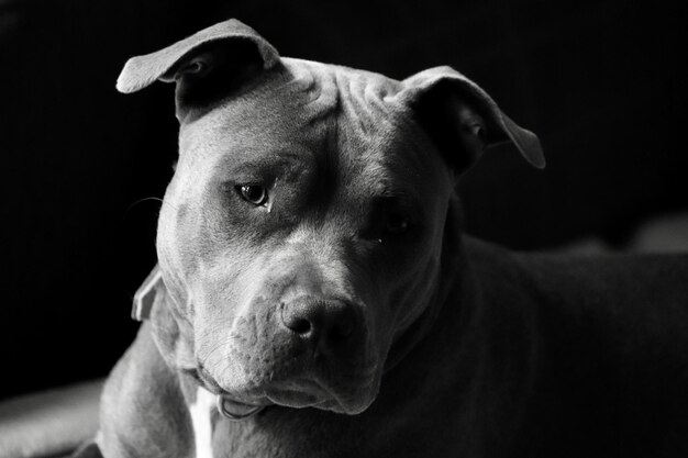 Foto close-up do cão olhando para outro lado