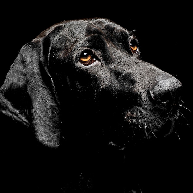 Foto close-up do cão olhando para outro lado