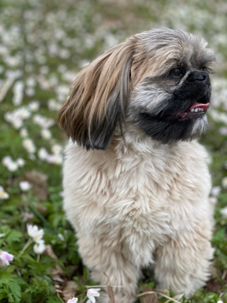 Foto close-up do cão olhando para outro lado