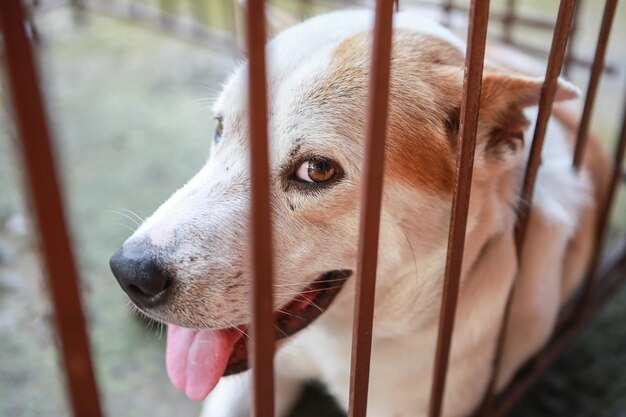 Foto close-up do cão olhando para outro lado