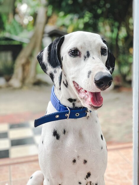 Foto close-up do cão olhando para outro lado