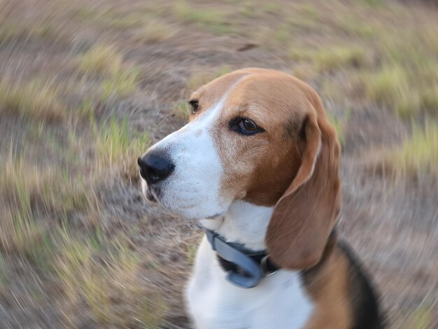 Foto close-up do cão olhando para outro lado