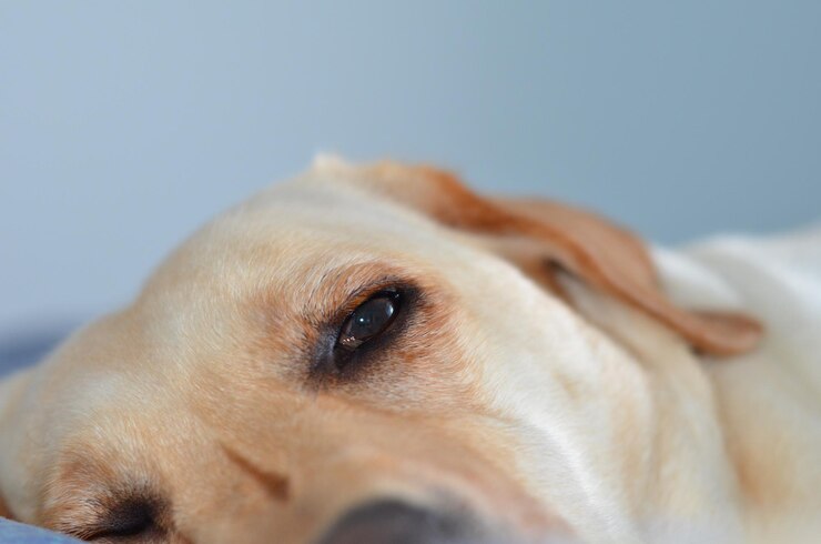 Foto close-up do cão olhando para outro lado