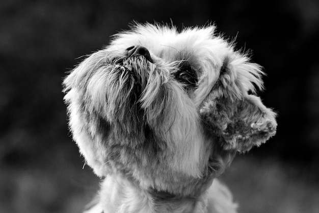 Close-up do cão olhando para outro lado