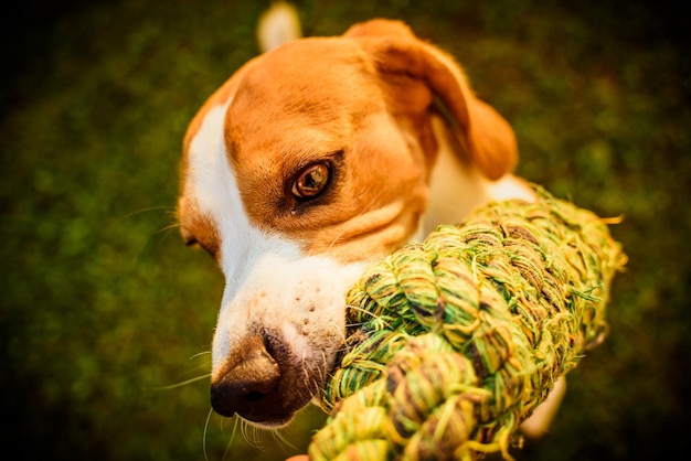 Foto close-up do cão olhando para outro lado