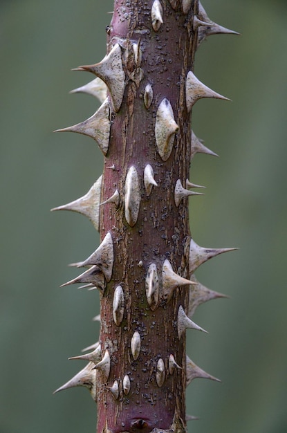 Foto close-up do caule de uma planta espinosa