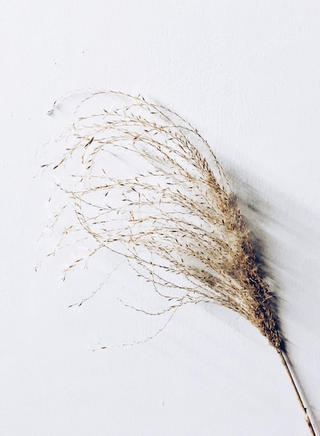 Close-up do caule sobre fundo branco